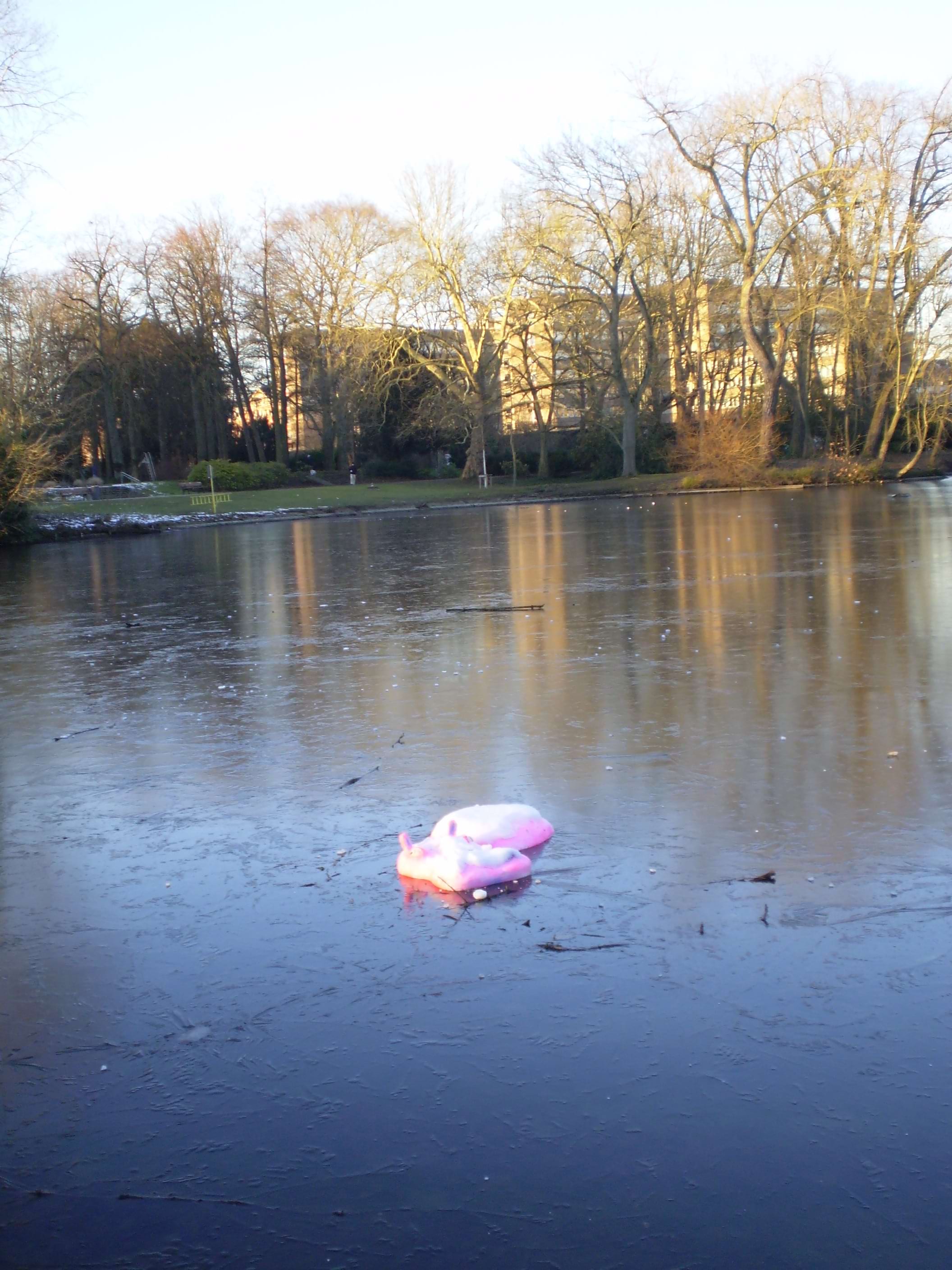An image of a lonley rosa-pink plastic hyppo swiming in a small pound. There's a small evening glow to it. Not enterly sundown, not quite close to golden-hour. The wind appears still but frezzing. The rosa-pink hippo reminds you of those translucent winter mornings after a party (or after a stroll).